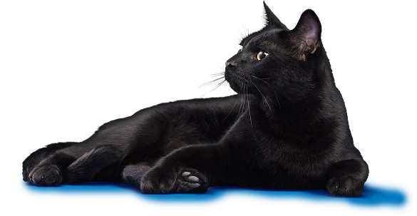 Cat relaxing